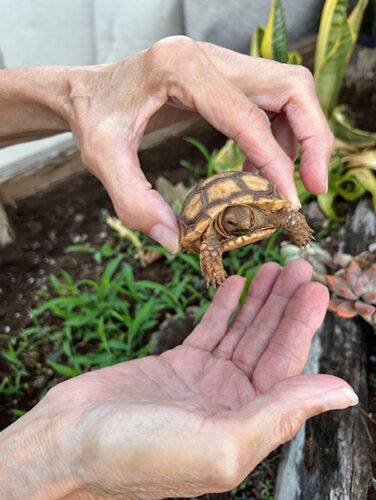 Photo of the Day: Hand it to the tortoise